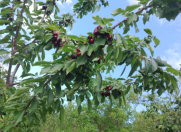 Satılır 25 sot torpaq Quba