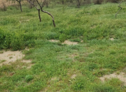 Satılır 3 sot torpaq Saray