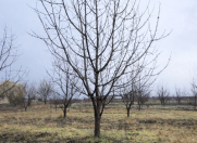 Satılır 125 sot torpaq Quba