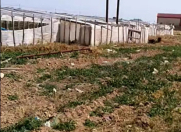 Satılır 700 sot torpaq Zirə