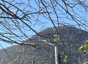 Satılır 10 sot torpaq Qəbələ