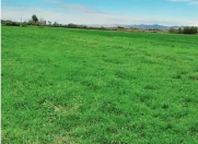 Satılır 40 sot torpaq Saray