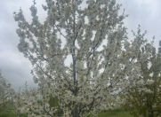 Satılır 125 sot torpaq Quba