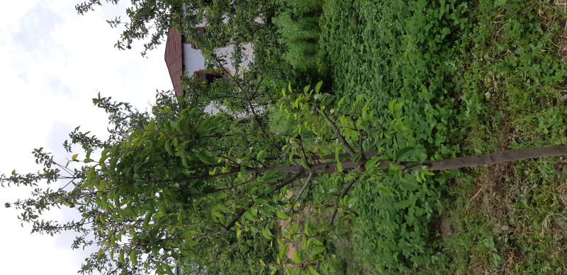 Satılır 4 otaqlı 100 m2 həyət evi Qusar