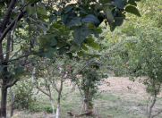 Satılır 3 otaqlı 85 m2 bağ evi Şabran